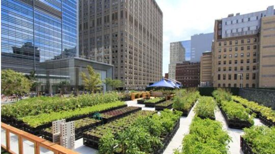 Urban farming come approccio pedagogico
