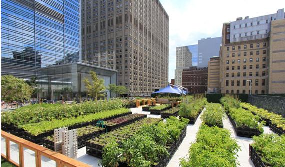 Urban farming come approccio pedagogico